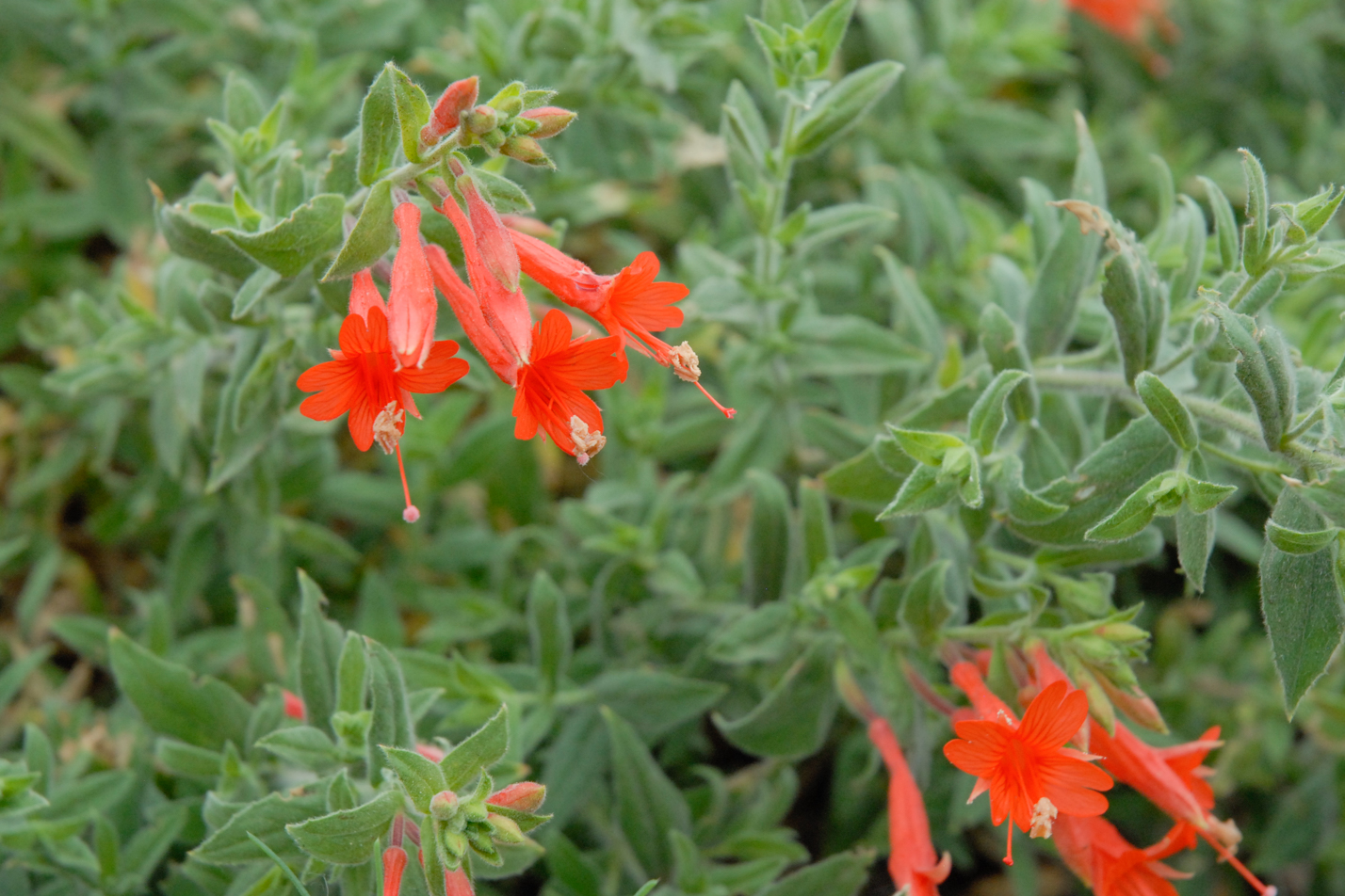 Orange Carpet Hummingbird Trumpet